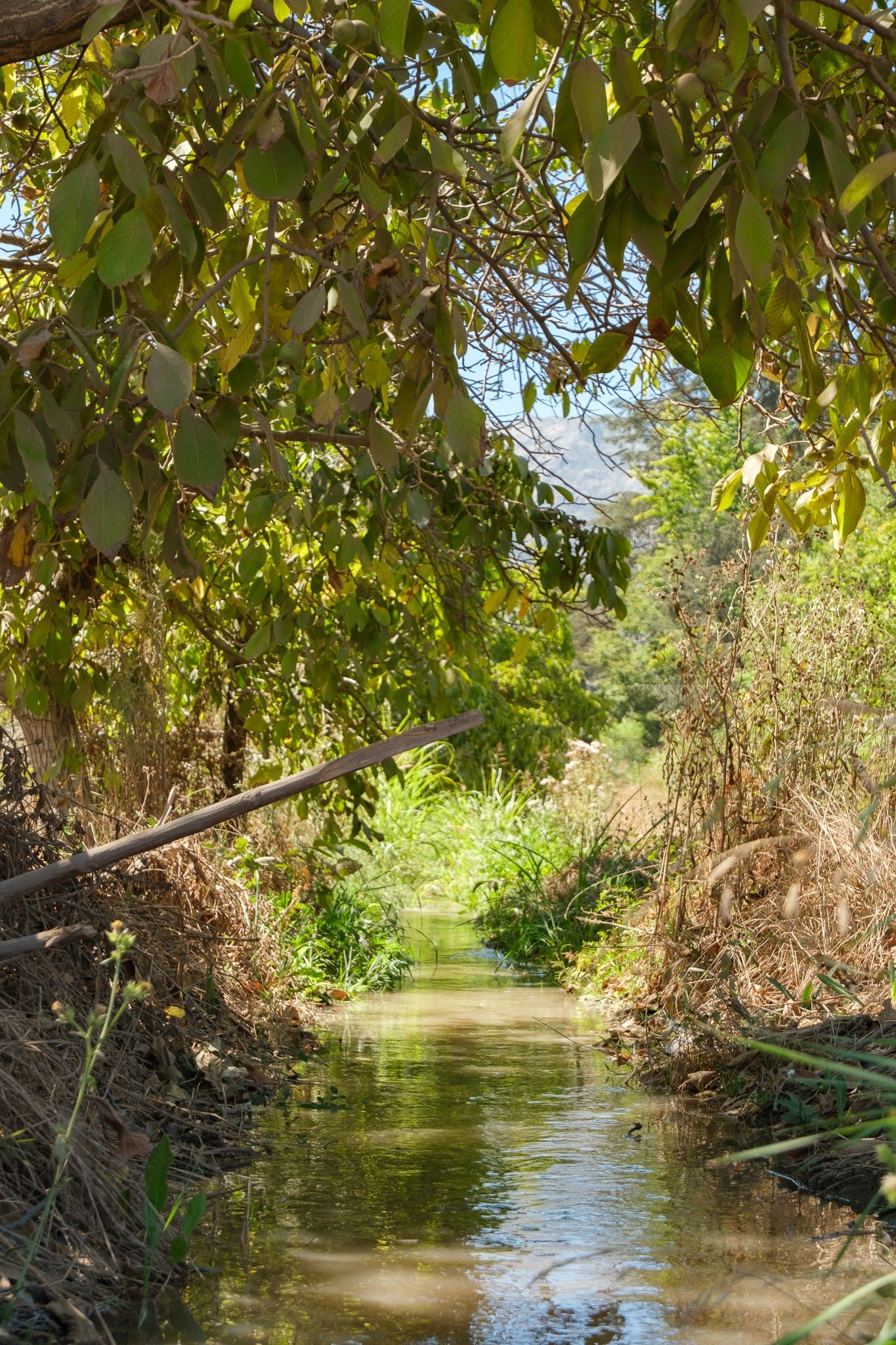 Estero natural bajo árboles nativos en el entorno de Santa Luisa de Palpi